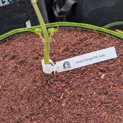 Sticky Orange XXL  growlog timeline photo