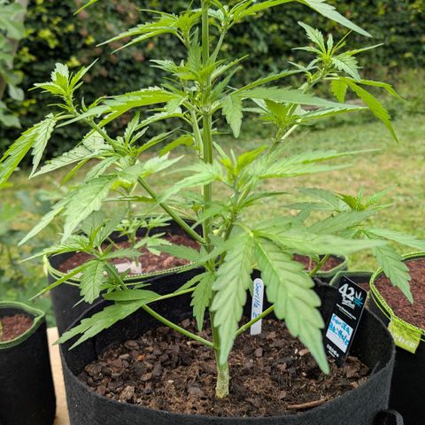 Gorilla Zkittlez Auto growlog timeline photo