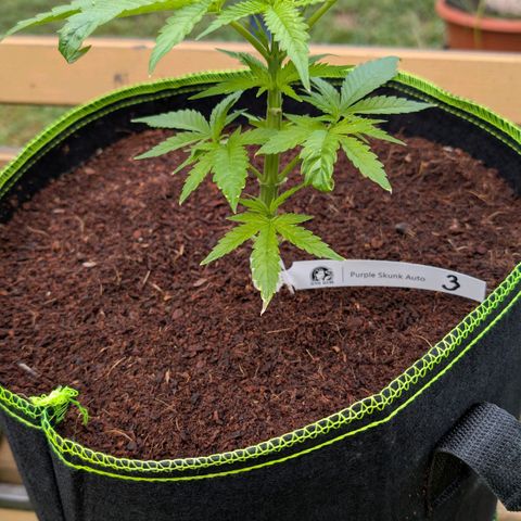 Nama's Threesome #3 growlog timeline photo