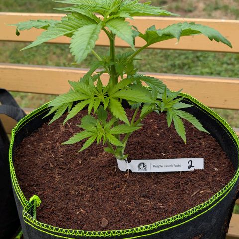 Nama's Threesome #2 growlog timeline photo