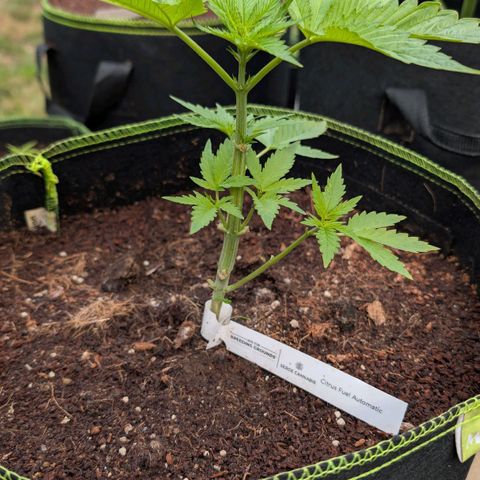 Citrus Fuel (Semi) Automatic growlog timeline photo