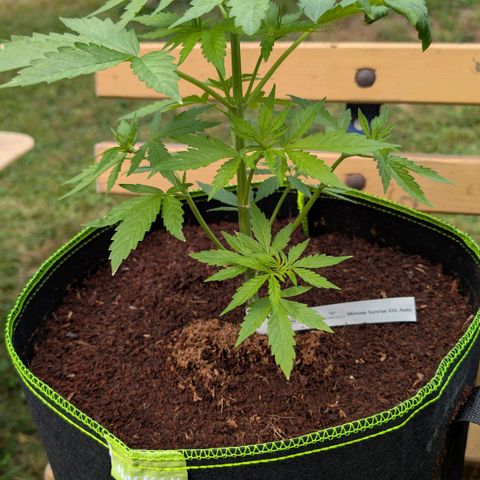 Mimosa Sunrise XXL Automatik  growlog timeline photo