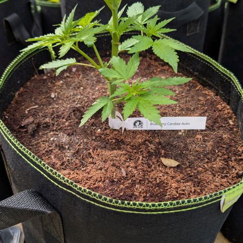 Blueberry Candiez growlog timeline photo