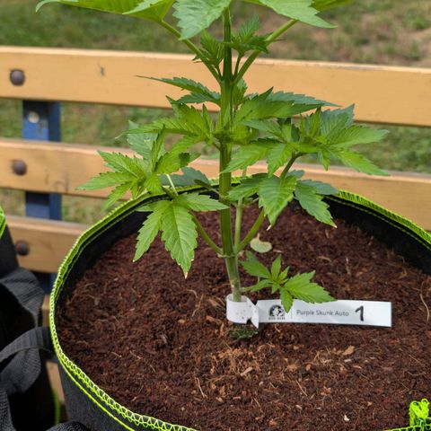 Nama's Threesome #1 growlog timeline photo