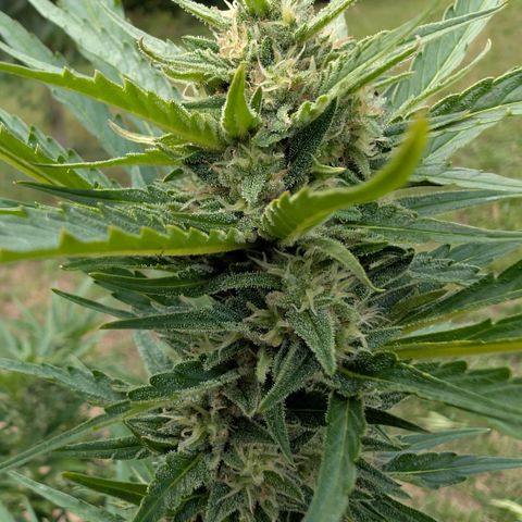 Kawumm Gorilla Glue #4 growlog timeline photo
