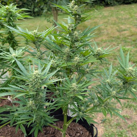 Kawumm Gorilla Glue #4 growlog timeline photo