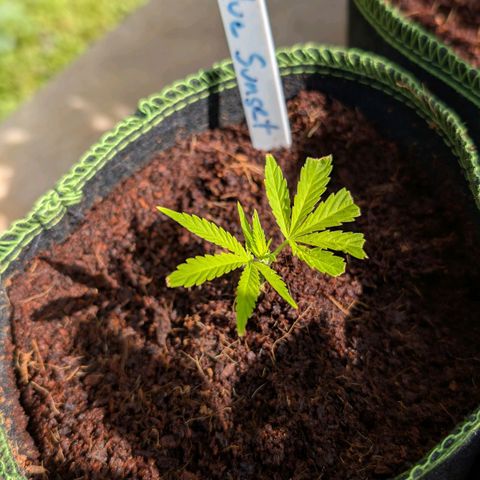 Blue Sunset  growlog timeline photo