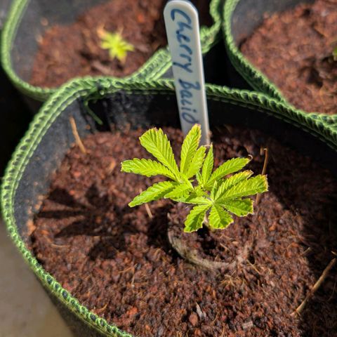 Cherry Bacio  growlog timeline photo