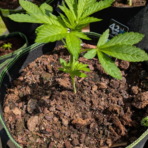 Papaya Cookies Auto  growlog timeline photo