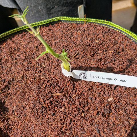 Sticky Orange XXL  growlog timeline photo