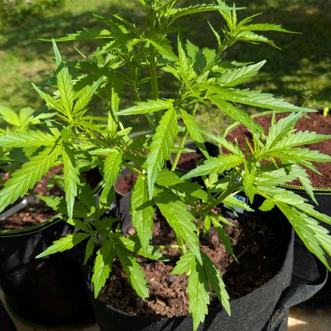 Gorilla Zkittlez Auto growlog timeline photo