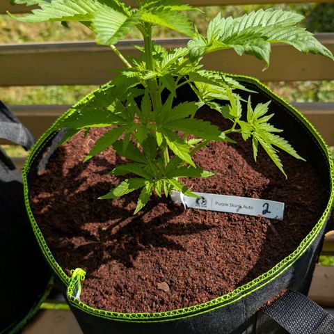 Nama's Threesome #2 growlog timeline photo