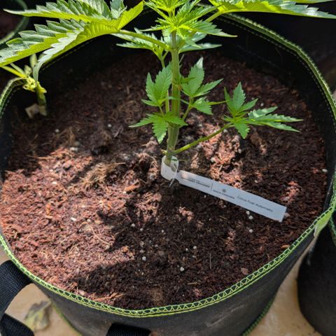 Citrus Fuel (Semi) Automatic growlog timeline photo