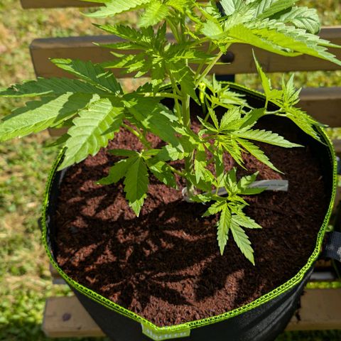 Mimosa Sunrise XXL Automatik  growlog timeline photo