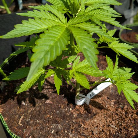 Blueberry Candiez growlog timeline photo