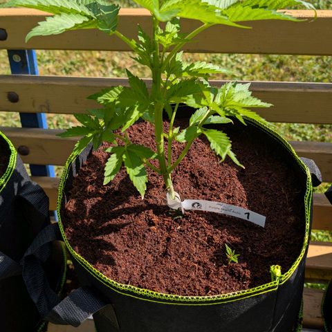 Nama's Threesome #1 growlog timeline photo