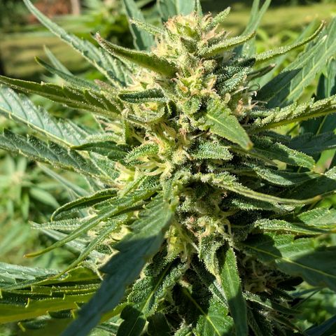 Kawumm Gorilla Glue #4 growlog timeline photo