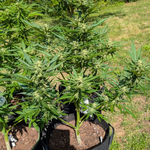 Kawumm Gorilla Glue #4 growlog timeline photo