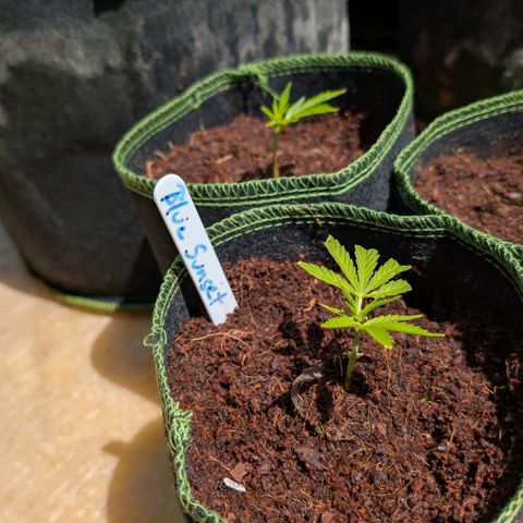 Blue Sunset  growlog timeline photo