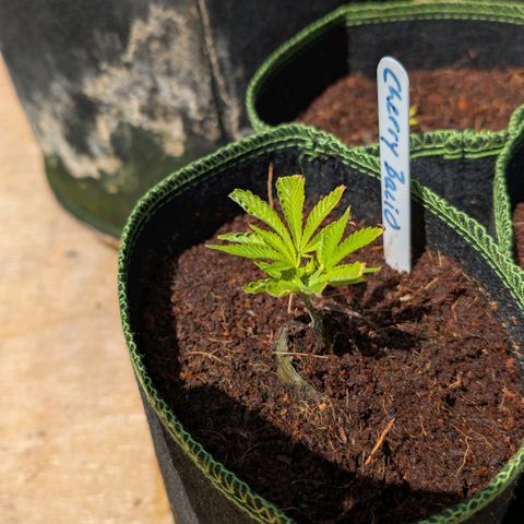 Cherry Bacio  growlog timeline photo