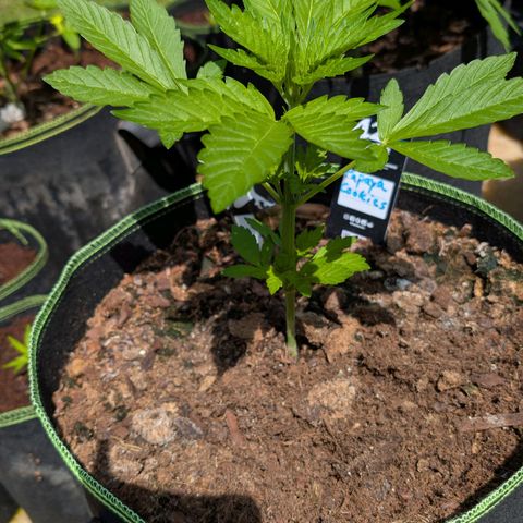 Papaya Cookies Auto  growlog timeline photo