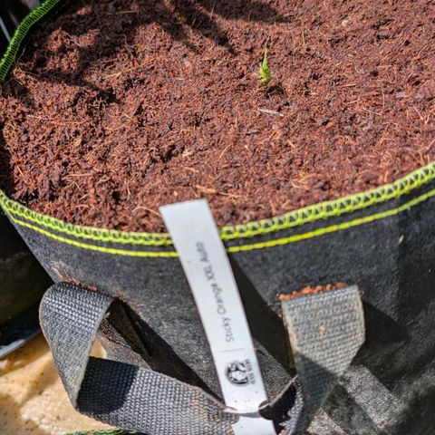 Sticky Orange XXL  growlog timeline photo