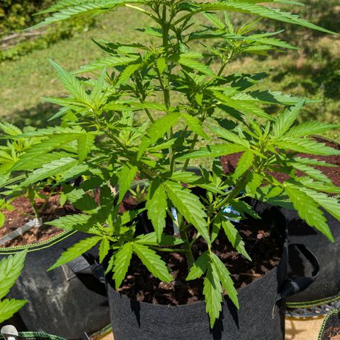 Gorilla Zkittlez Auto growlog timeline photo