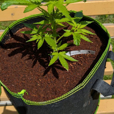 Nama's Threesome #3 growlog timeline photo