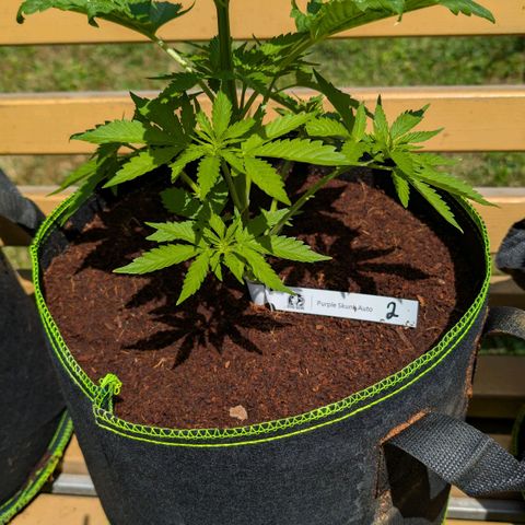 Nama's Threesome #2 growlog timeline photo