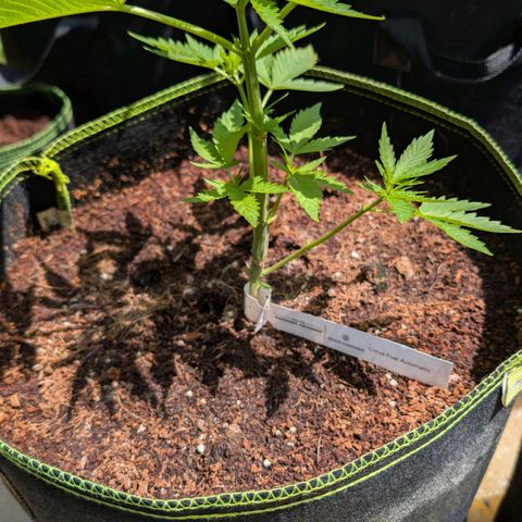 Citrus Fuel (Semi) Automatic growlog timeline photo