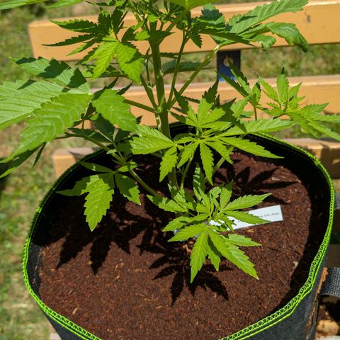 Mimosa Sunrise XXL Automatik  growlog timeline photo