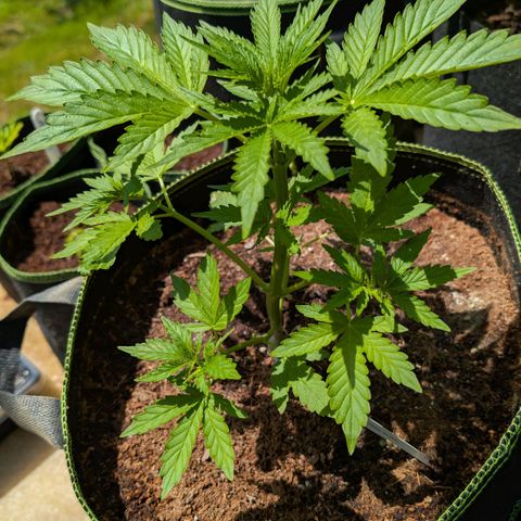 Blueberry Candiez growlog timeline photo