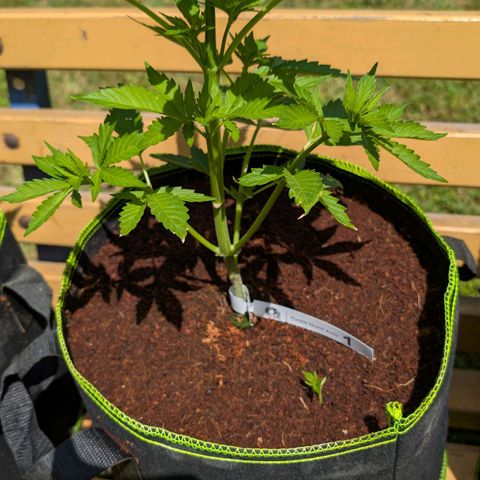 Nama's Threesome #1 growlog timeline photo