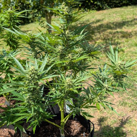 Kawumm Gorilla Glue #4 growlog timeline photo
