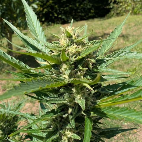 Kawumm Gorilla Glue #4 growlog timeline photo