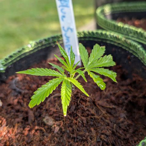 Blue Sunset  growlog timeline photo