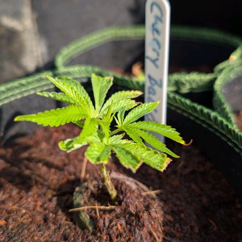 Cherry Bacio  growlog timeline photo