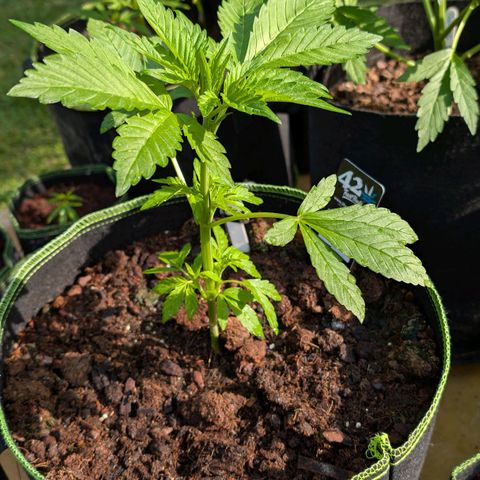 Papaya Cookies Auto  growlog timeline photo
