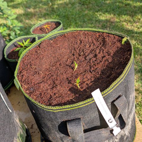 Sticky Orange XXL  growlog timeline photo