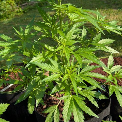 Gorilla Zkittlez Auto growlog timeline photo
