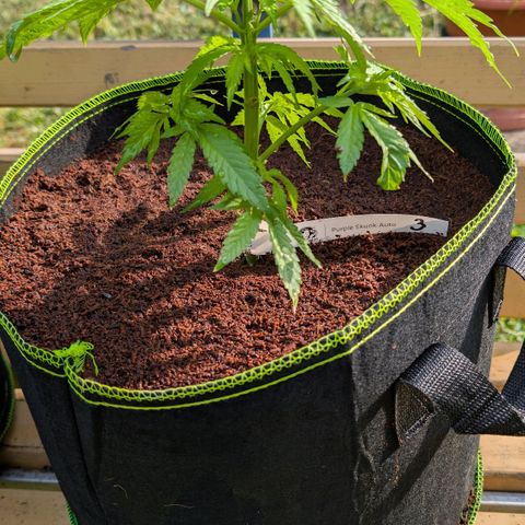 Nama's Threesome #3 growlog timeline photo