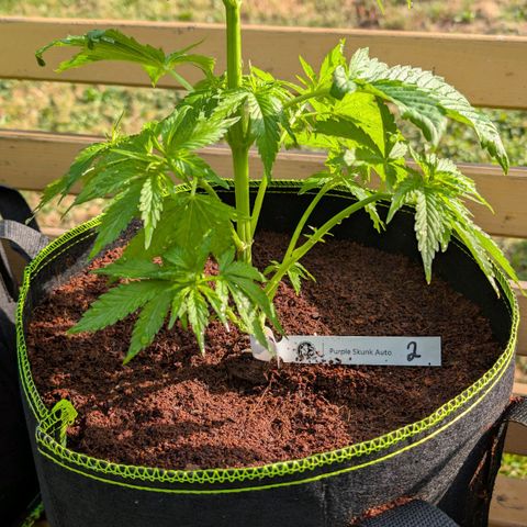 Nama's Threesome #2 growlog timeline photo