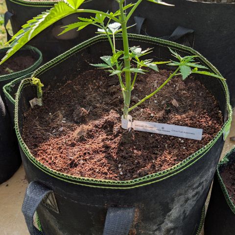 Citrus Fuel (Semi) Automatic growlog timeline photo