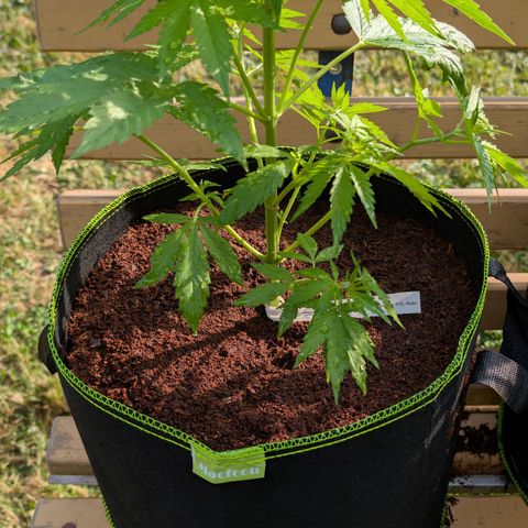 Mimosa Sunrise XXL Automatik  growlog timeline photo