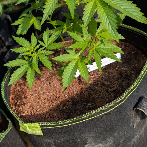 Blueberry Candiez growlog timeline photo
