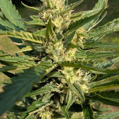Kawumm Gorilla Glue #4 growlog timeline photo