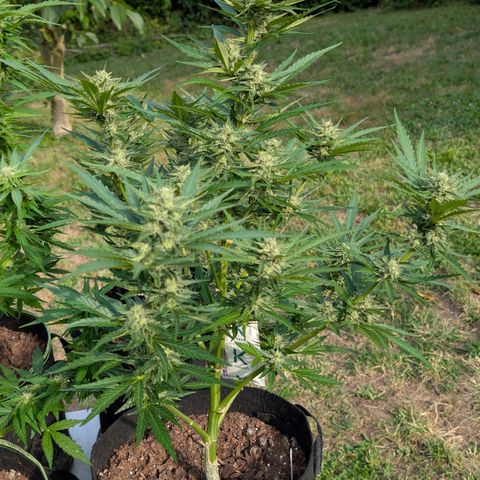 Kawumm Gorilla Glue #4 growlog timeline photo