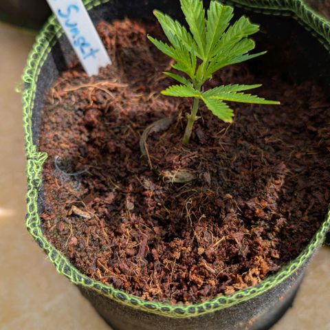 Blue Sunset  growlog timeline photo