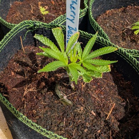 Cherry Bacio  growlog timeline photo