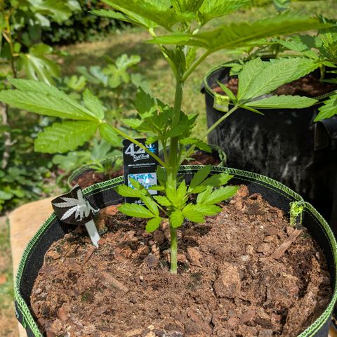 Papaya Cookies Auto  growlog timeline photo